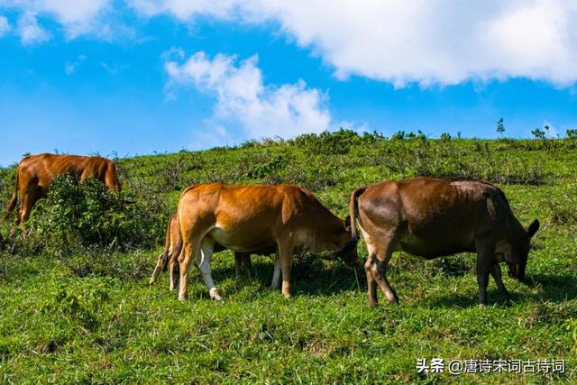 不待扬鞭自奋蹄，不用扬鞭自奋蹄（俯首甘为孺子牛）