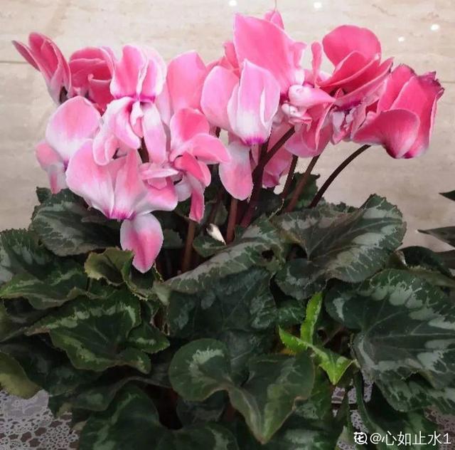 吸收甲醛的植物，哪种植物具有吸收甲醛的功能（净化空气最厉害）