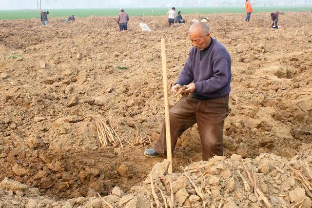 山药皮能吃吗，山药皮可以吃吗（冬天多给家人喝这粥）