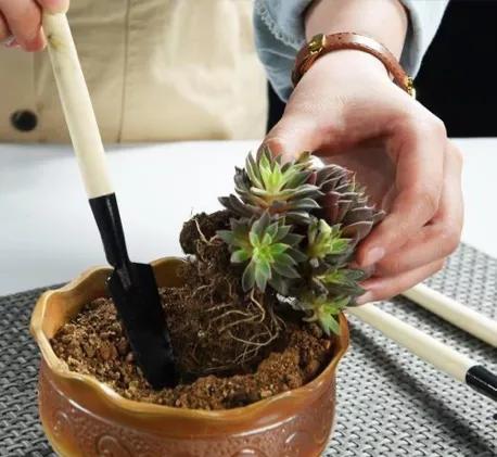 家里有小飞虫从哪里来,家里小飞虫从哪里来的(家里莫名出现的小飞虫你都认识吗) 家里有小飞虫从哪里来,家里小飞虫从哪里来的(家里莫名出现的小飞虫你都认识吗)