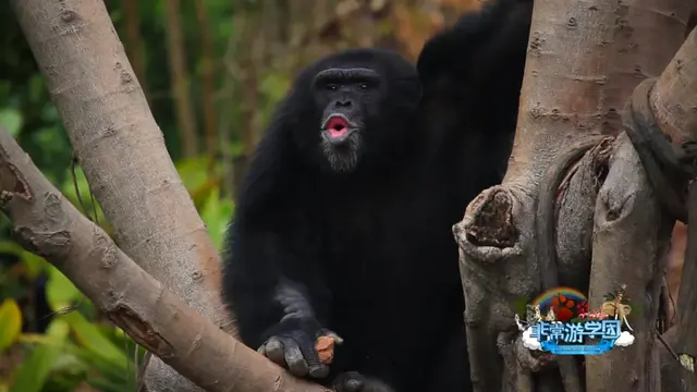 猩猩、狒狒和猴子的区别，狒狒和猩猩谁是猴科动物（是猿是猴，傻傻分不清楚）