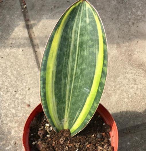 宝镜虎皮兰怎么养,他家的虎皮兰 - 玉三网