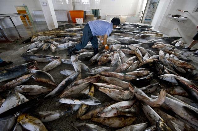 鱼翅汤怎么做，做鱼汤怎么做好吃（600元一碗鱼翅汤）