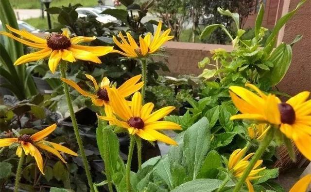 SuSu:一起种草莓来吗，微信头像，SuSu:一起种草莓来吗?【杂图】（花芽蹭蹭长满盆）