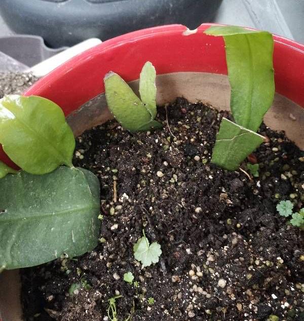 用一片叶子扦插的昙花应该怎么养，昙花整片叶子怎么扦插（用一片叶子就可以扦插一盆）