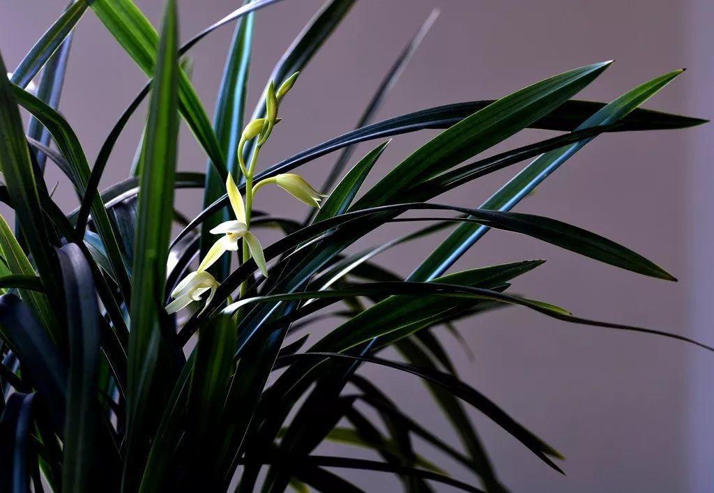 兰花什么时候开花，兰花开花时间（兰花最全养护要点）