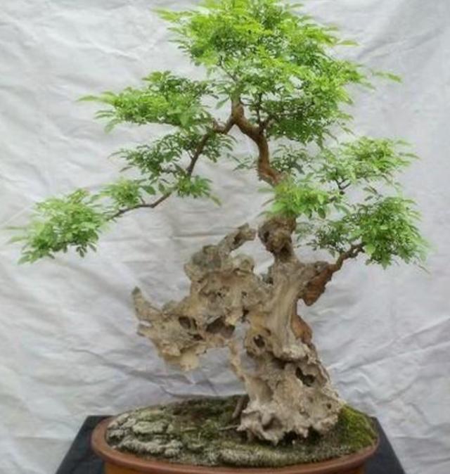 怎么种植黄荆树，黄荆树的生长环境（就能养成古朴苍劲的盆景）
