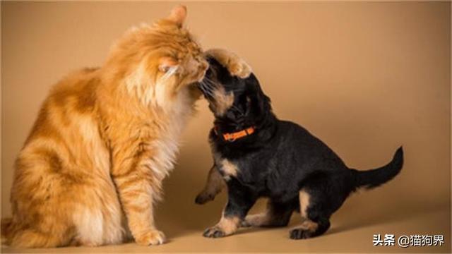 猫和狗打架怎么办，猫和狗打架怎么办视频（教你如何让猫狗和平相处#狗狗大明星##猫咪大明星#）