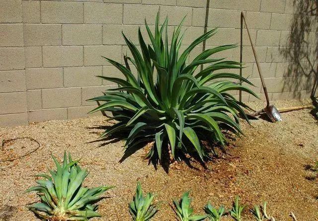 龙舌兰插扦的方法(龙舌兰的繁殖方法和注意事项)-柯彬网