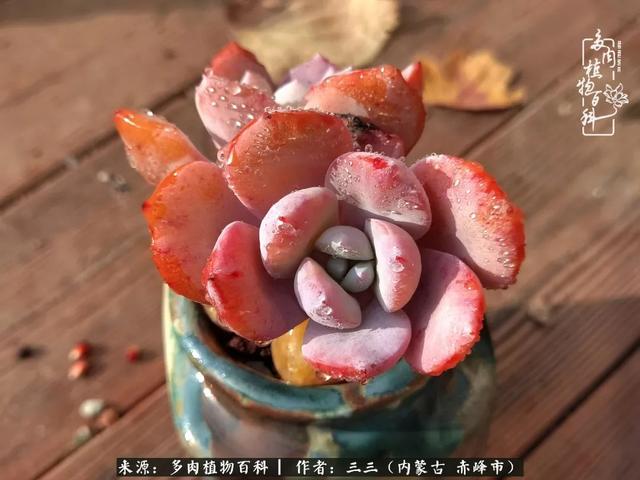 雪候鸟是什么意思，雪候鸟歌词表达什么意思（多肉于我从来不是锦上添花）