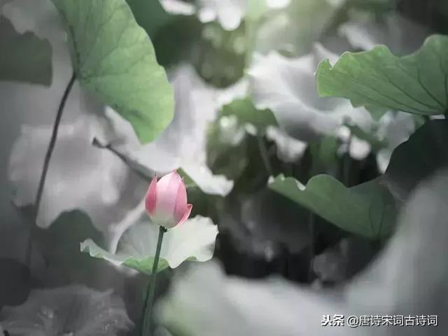 关于亲情的诗句，关于亲情的诗句和赏析（每一种情都让人无法割舍）