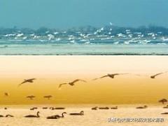 海参胶囊的功效，海参胶囊的功效和作用（大连长兴岛经济技术开发区）