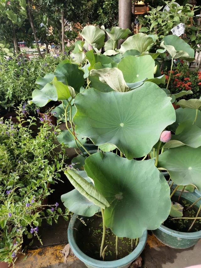 荷花最好看的品种是什么，这花最好看、最好养