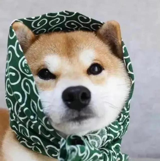 “萌宠/动物/猫咪/狗子/搞怪头像”微信，软锦：“萌宠/动物/猫咪/狗子/搞怪头像”（可爱搞怪萌宠小狗头像）