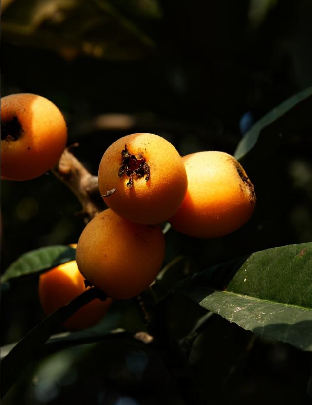 枇杷的诗句，枇杷的诗句关于思念爱人（这12首古诗你都知道吗）