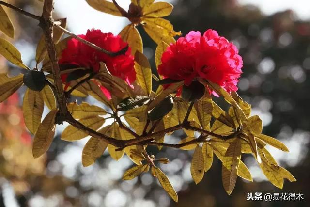 关于马缨杜鹃花，马缨杜鹃花下山桩（马缨杜鹃花的鉴赏以及栽培养护）