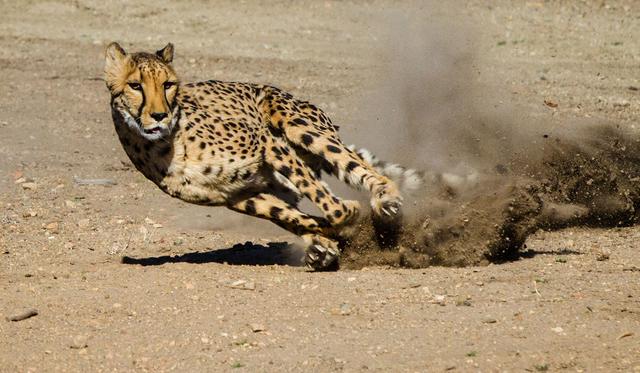 豹子的速度，浅谈猎豹高速追击下的奥秘（豹子的速度是汽车的几倍）