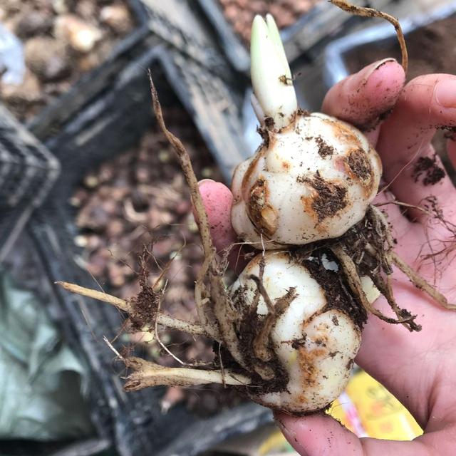 杜鹃花有毒吗，十种招鬼的花（建议别被美丽蒙蔽了）
