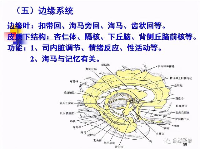 大脑杏仁体解剖图，高清大脑解剖图谱
