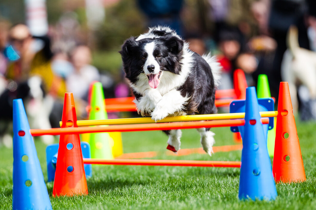 博美冬天掉毛是正常现象的吗，博美夏天掉毛正常吗（掉毛厉害的常见宠物犬）