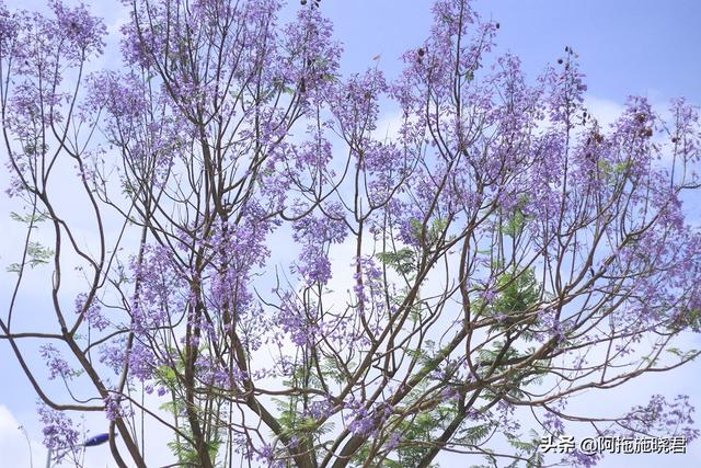 藍花楹的花語是什麼,藍色花楹的花語(驚豔了初夏的那一抹紫)