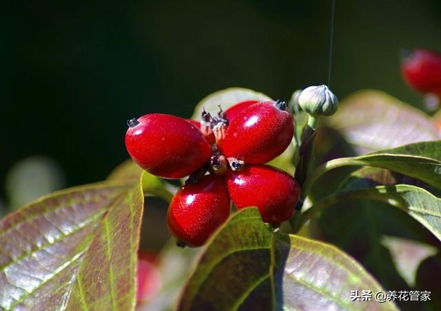 小花梾木的功效与作用，茉莉花的功效（<lai>木的四季）