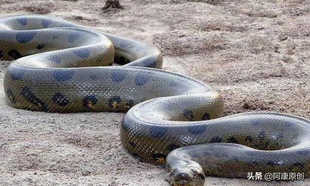 蛇怎么爬行，蛇怎么爬行的优美描写（大家喜欢蛇这种爬行动物吗）