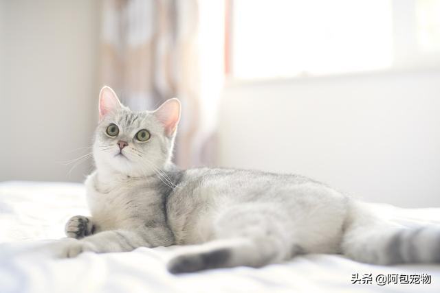 猫为什么总放屁，6个放屁成因食得太快太急都易中招