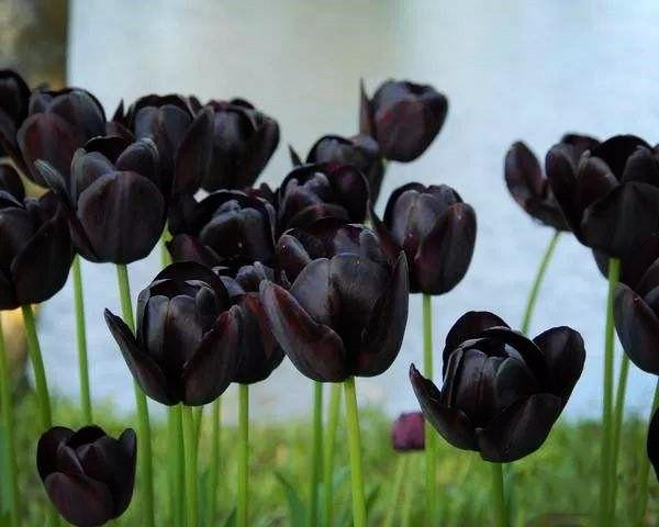 世界上有多少种黑色的花(黑色花瓣会吸收有颜色的光,价值不菲) - 农业