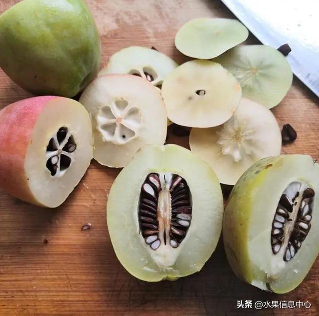 醋柳果的功效与作用，醋柳果的功效与作用及禁忌（国内有哪些小众特色水果）