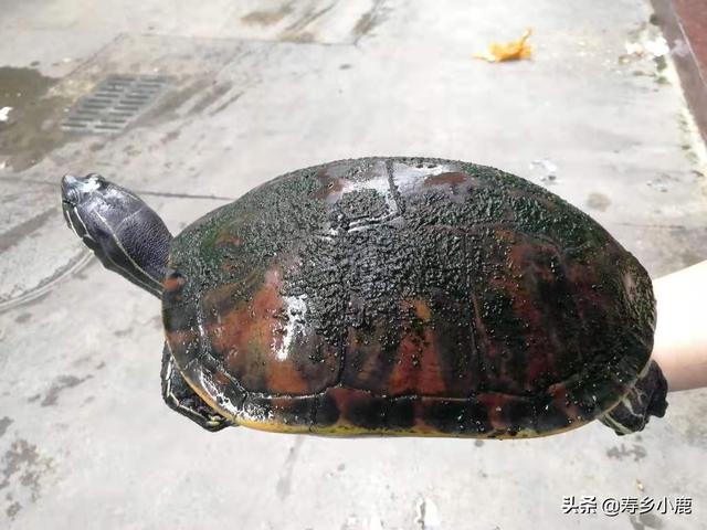 养龟的绿水要怎么培养，养殖户是如何培育绿水的