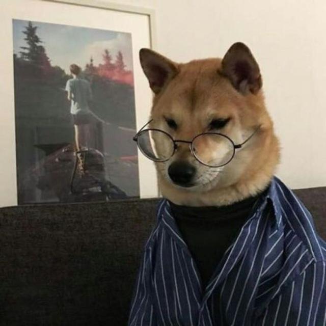 柴犬情头，微信头像，柴犬情头（我还是没找到一起用狗狗情侣头像的人...）