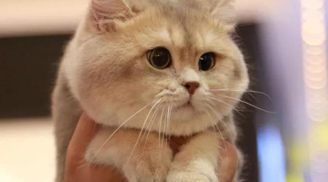 养猫的男人恋爱心理（千万别和养猫的男生谈恋爱）