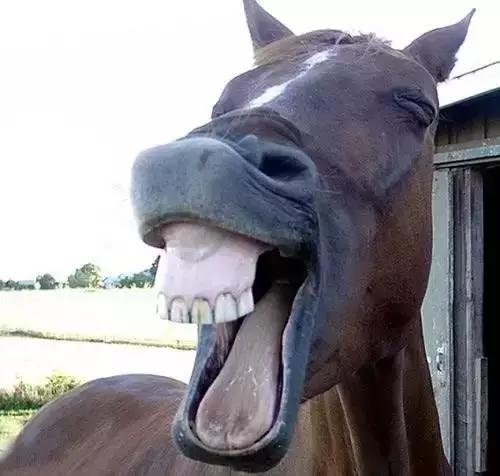 意气风发什么意思，意气风发是什么意思（我学会了也拒绝使用）