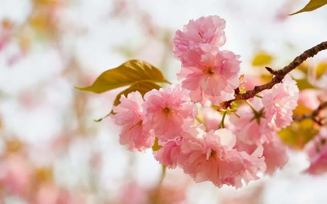 桃花的叶子像什么，桃花有叶子吗（如何分辨桃花、杏花、梨花、梅花、樱花、李子花、海棠花……）