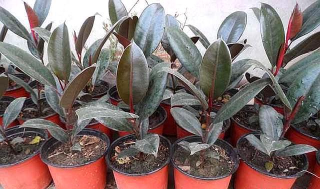 橡皮树的扦插方法，橡皮树的繁殖方法（橡皮树枝条扦插“小窍门”）