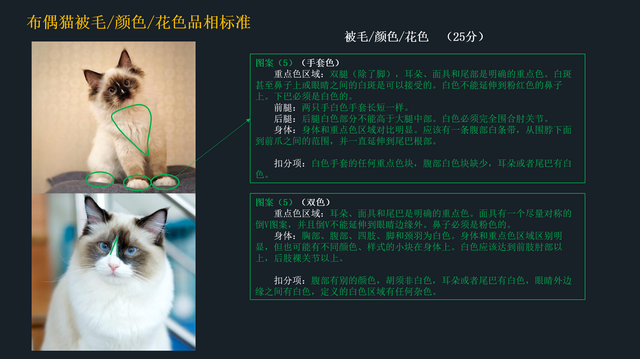 如何挑选布偶猫幼猫，简单几招学会挑选心仪的布偶猫