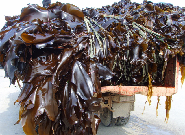 干海带怎么处理，袋装干海带丝怎么处理（两分钟就能去腥泡发）