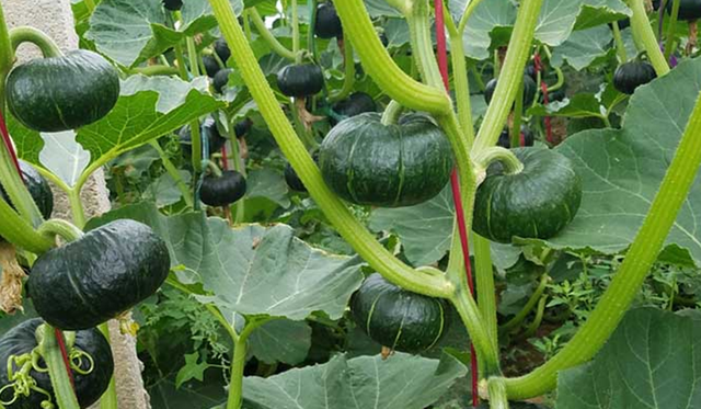 南瓜有哪些种类，南瓜有哪些种类和图片（四种高产量高收益的南瓜新品种）