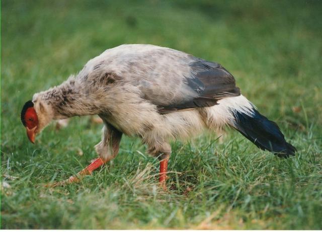 真正的土鸡，土鸡卖多少钱一斤（白马鸡、蓝马鸡、藏马鸡、褐马鸡）