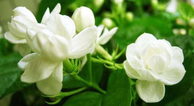 茉莉花是什么颜色，茉莉花多少钱（夏天晒得勤开花多）