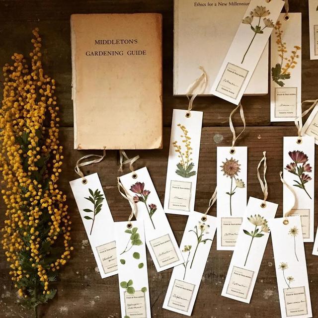 香皂花是什么材质做的，肥皂花是什么材料的（最适合懒人养的花）