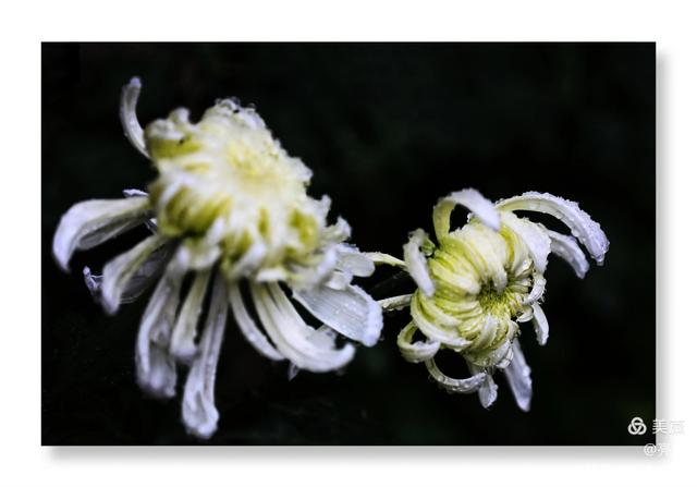 菊花象征着什么，菊花象征着什么人物（菊花的品质和精神）