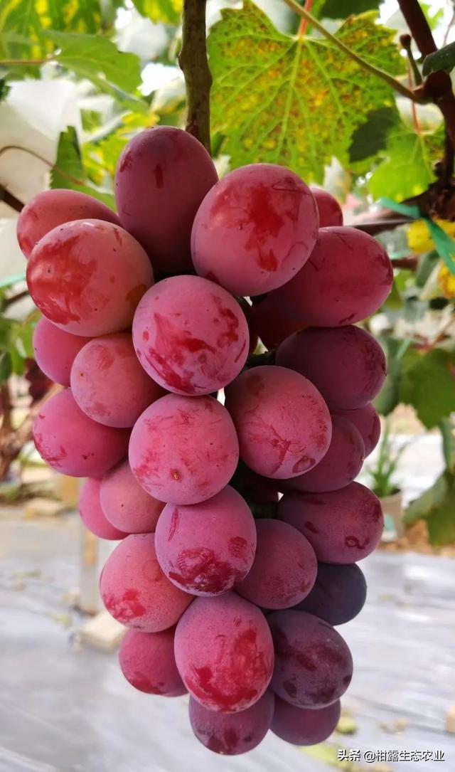 浪漫红颜葡萄的特点，浪漫红玫瑰葡萄（葡萄四大“网红品种”的优缺点及市场发展前景）