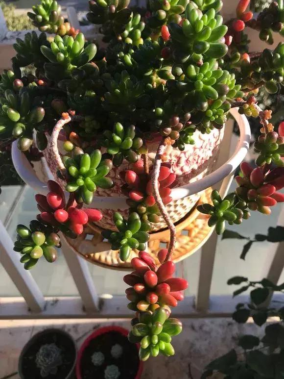 虹之玉怎么换盆,虹之玉换盆需要浇水吗(多肉虹之玉入夏注意3点) 虹之玉怎么换盆,虹之玉换盆需要浇水吗(多肉虹之玉入夏注意3点)