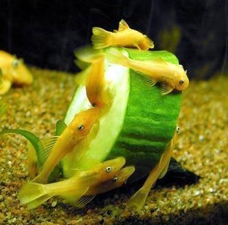 清道夫什么意思，清道夫是什么意思（为什么我们要研究鱼缸应该养几条鱼）