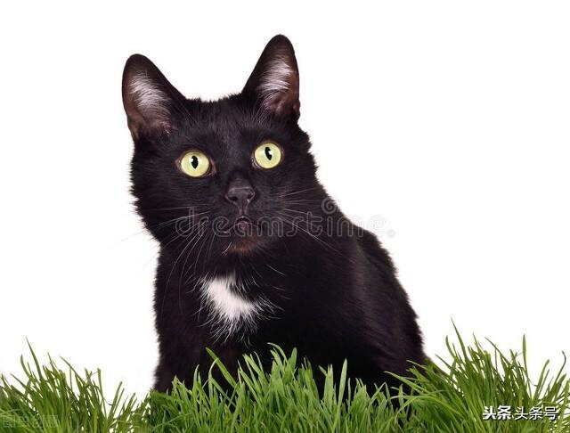 猫咪为什么喜欢猫薄荷呢？