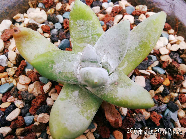 多肉颗粒土有哪些，其实珍珠岩并不好