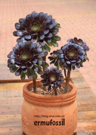 黑法师的养殖方法和注意事项，黑法师的养殖方法和注意事项视频（多肉界的“大魔头”黑法师）