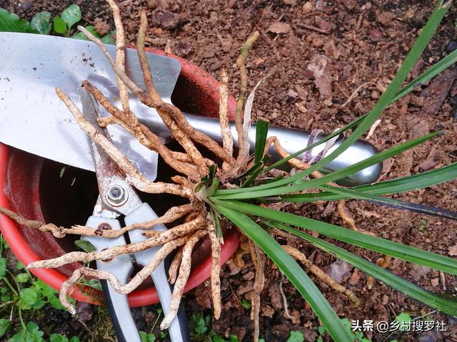 下山兰花应该怎么养，可能就差这最后一步